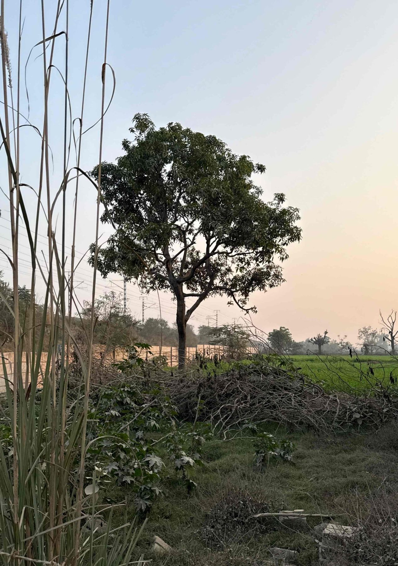 The Nacholi land at dusk, with a mango tree and fields beyond the boundary wall